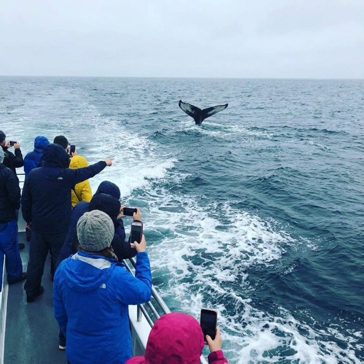 Guests photographing a whale tail from the deck