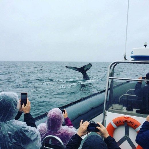 Whale tail beside the boat