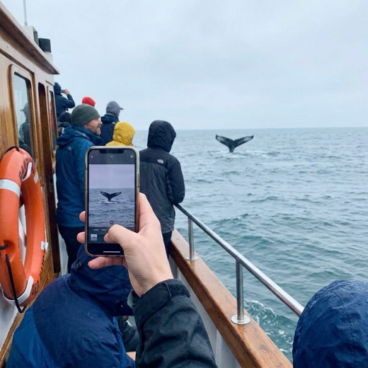 Filming a whale tail on a phone, unedited photo